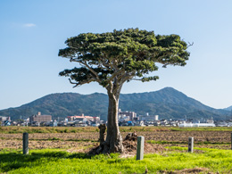 岩鏡