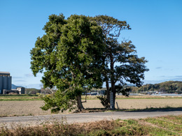 小宮址